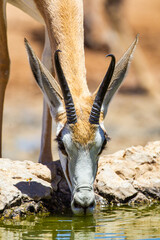 Springbuck drinking from a waterhole in the Kalahari desert