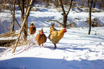 chicken in snow
