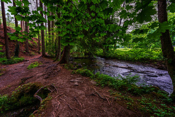 forest river in Altenberg, Germany.