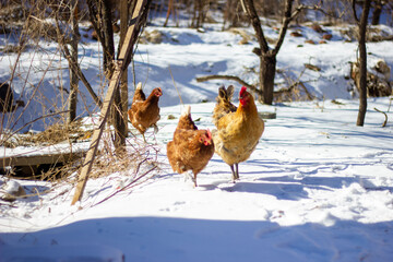 red rooster in the snow