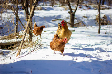 red rooster in the snow