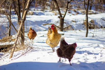 rooster in the snow