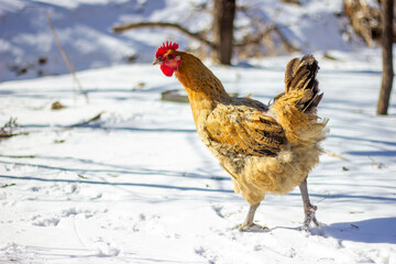 chicken in snow