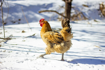 chicken in snow