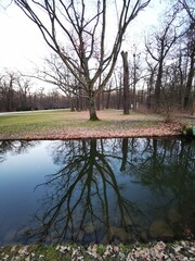 tree in the park
