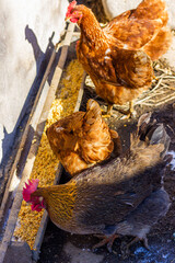 A group of chickens eating in the trough in the countryside