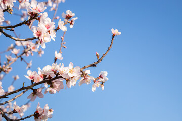 Almond flowers, Blossoming white pink flowers at springtime on blue sky background. Close-up of cherry and almond flowers on a tree branch. Apricot tree in bloom. 
