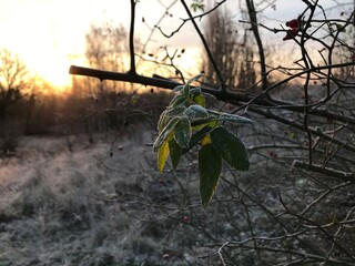 winterlandschaft wald schnee