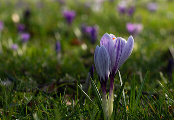 purple crocus flowers in. a garden 