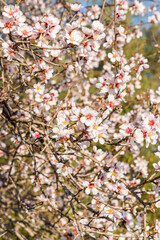 Almond flowers, Blossoming white pink flowers at springtime. Close-up of cherry and almond flowers on a tree branch. Apricot tree in bloom. 