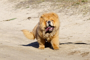 Czteromiesięczny Chow Chow © Aruru