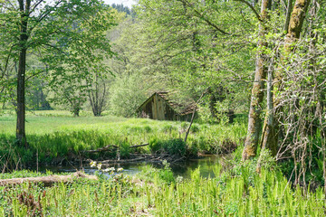 Old wooden house with weathered boards photographed in the forest