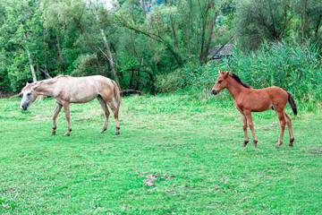 Two horses on the pasture . Colt and mother mare on the meadow 