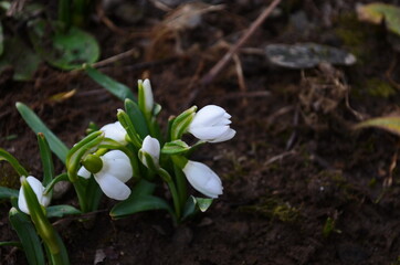 Snowdrop spring flowers. Delicate snow drop flower one of spring symbols. Fresh green white snowdrop growing in garden.