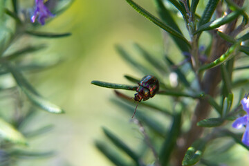 Scarab in rosemary plant