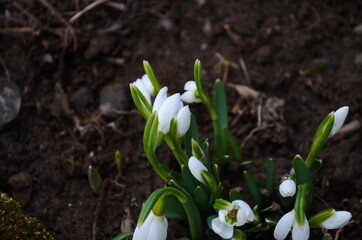 Snowdrop spring flowers. Delicate snow drop flower one of spring symbols. Fresh green white snowdrop growing in garden.