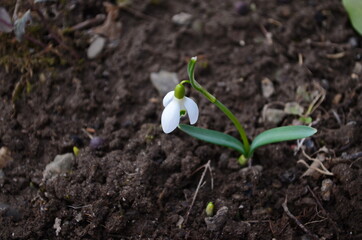Snowdrop spring flowers. Delicate snow drop flower one of spring symbols. Fresh green white snowdrop growing in garden.