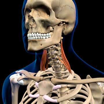 Scalenus Medius Neck Muscles in Isolation on Spine and Skull Frontal View