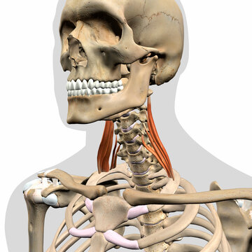 Scalenus Medius Neck Muscles in Isolation on Spine and Skull Frontal View