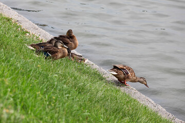 Mallard ducks on the shore of the pond