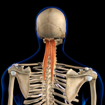 Semispinalis Capitis Muscles in Isolation Rear View of Upper Back Human Anatomy