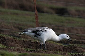 The Upland goose or Magellan goose (Chloephaga picta)