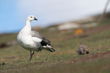 The Upland goose or Magellan goose (Chloephaga picta)