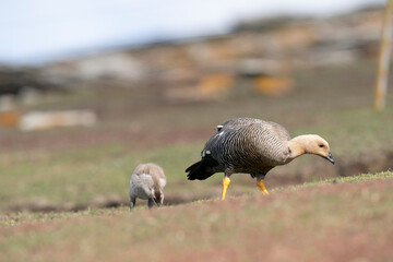 The Upland goose or Magellan goose (Chloephaga picta)