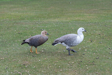 The Upland goose or Magellan goose (Chloephaga picta)