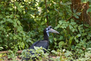 Abyssinian ground-hornbill walking through the forest