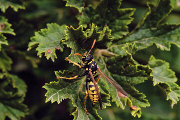 Wasp on the green leaf in nature. Macro Photography.