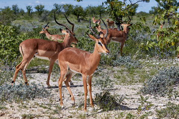 Herd of black-faced impala's in Etosha