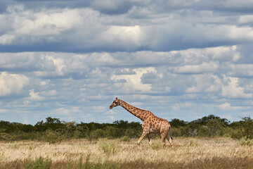 Giraffe walking through Etosha Pan