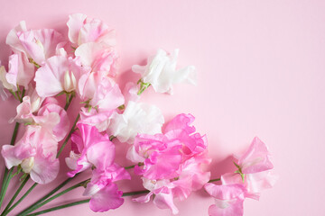 Fototapeta na wymiar Pink flowers sweet peas bouquet on pink paper for congratulations.