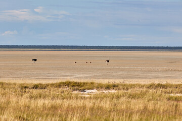 A male and female ostrich with their chickens in the Etosha pan