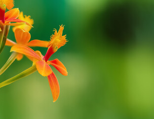 Closeup of an orange epidendrum orchid, side view, with copy space.