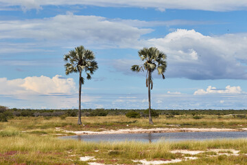 Two palm trees near a waterhole in Etosha National Park
