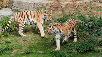 Fototapeta na wymiar sibirischer Tiger im Gelände 