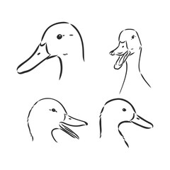 duck sketch vector illustration,isolated on white background,animals top view