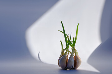 Sprouted garlic with green sprouts on a white background and a shadow falling from the window