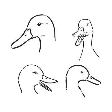 duck sketch vector illustration,isolated on white background,animals top view