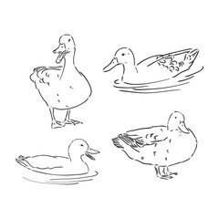 duck sketch vector illustration,isolated on white background,animals top view