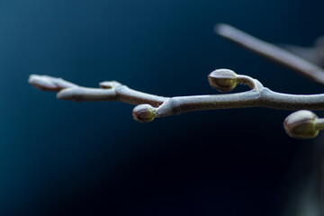 orchid stem with closed buds, macro photography