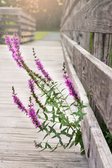 Hiking trail with sunshine. Path at sunset. Wooden bridge with purple flowers growing over it.