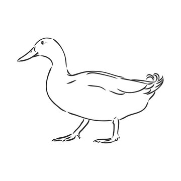 duck sketch vector illustration,isolated on white background,animals top view