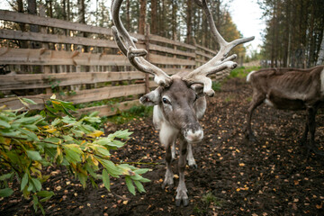 Reindeer in an animal farm close to Rovaniemi in North Finland.