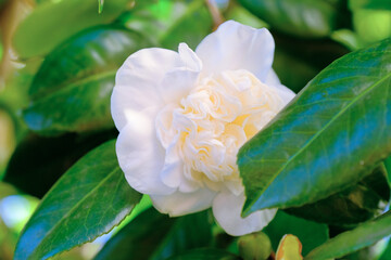 Un fiore di camelia su un albero.