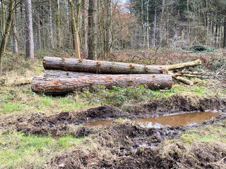 Logs in the forest