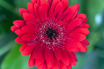 Red gerbera macro photography with details