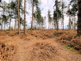 A view of the Woods at Haughmond Hill